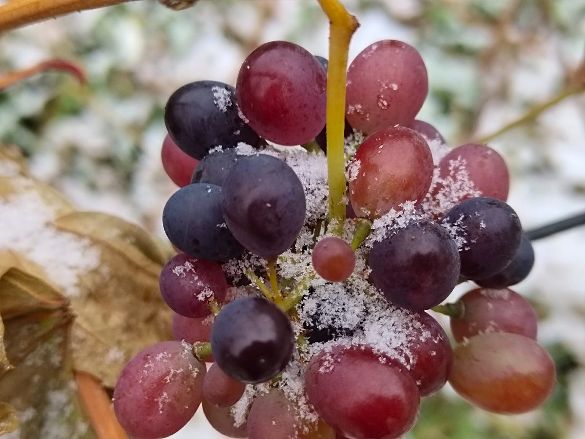 Садівники розповіли, як не можна укривати виноград на зиму, аби рослина не вимерзла в холоди