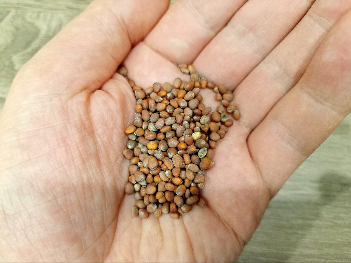 Експерти назвали головні ознаки, за якими треба обирати насіння для посіву для врожайності