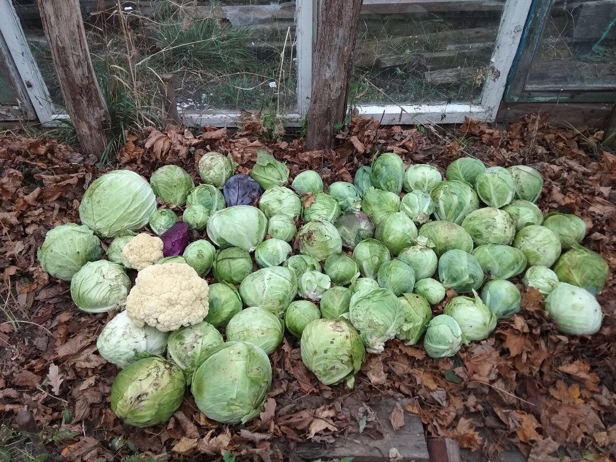 Експерти порадили правильний спосіб зберігання капусти, аби врожай качанів не псувався взимку