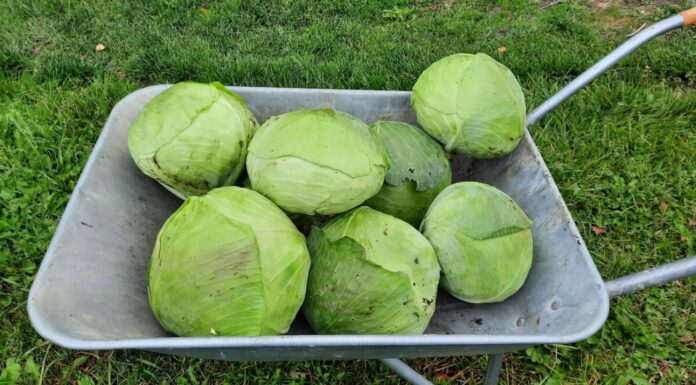Амагер і близько не такий: 2 сорти капусти, які дають багато урожаю і дуже смачні – хоч в дощ, хоч в посуху Агрономи назвали два сорти капусти, що дають гарний урожай