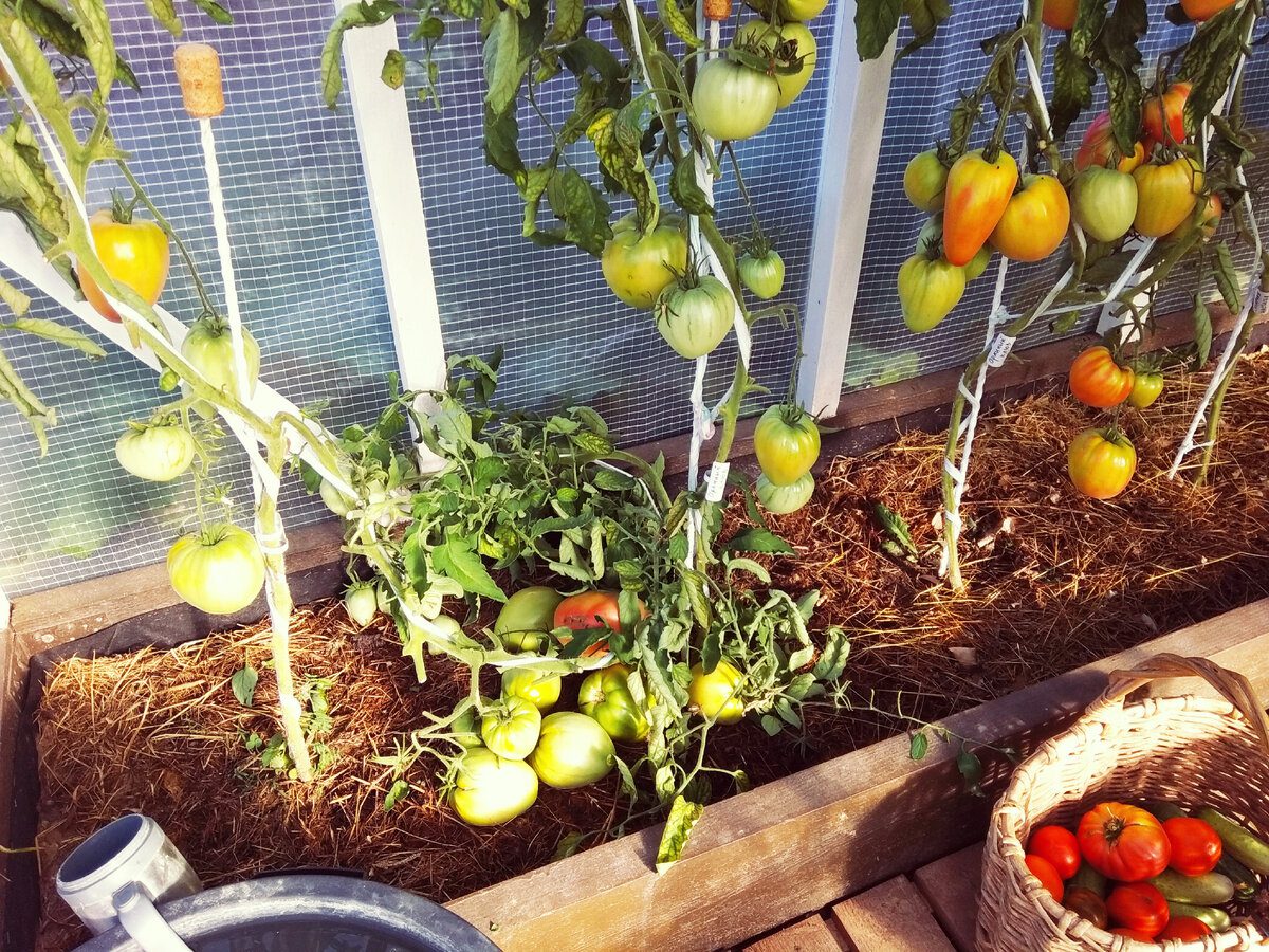 Експерти розповіли, як за допомогою шкарпетки підвищити врожайність томатів на грядці