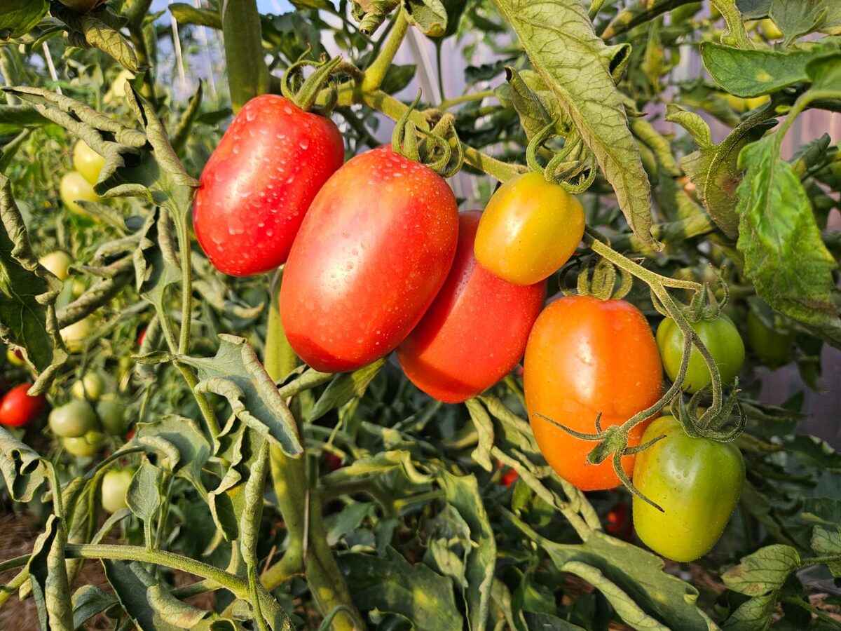 Експерти розповіли, як за допомогою шкарпетки підвищити врожайність томатів на грядці