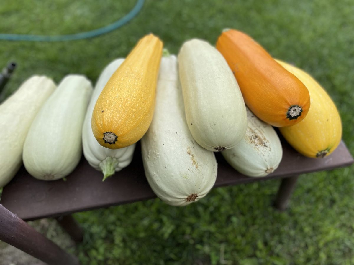 Експерти пояснили, як правильно садити кабачки під зиму для кращої врожайності через рік