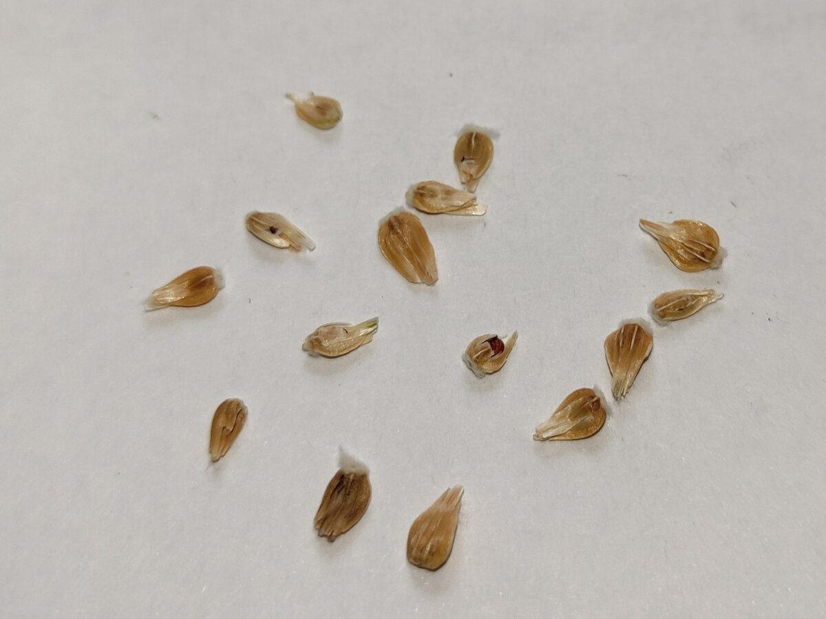 Експерти назвали головні ознаки, за якими треба обирати насіння для посіву для врожайності