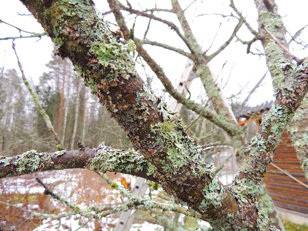Експерти пояснили, як правильно розводити залізний купорос для обробки рослин у власному саду