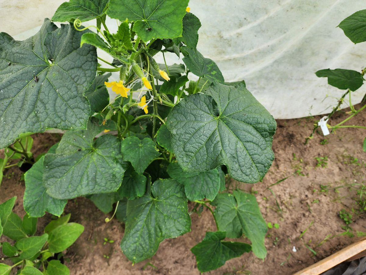 Чотири сорти огірків, які варто посадити наступного сезону