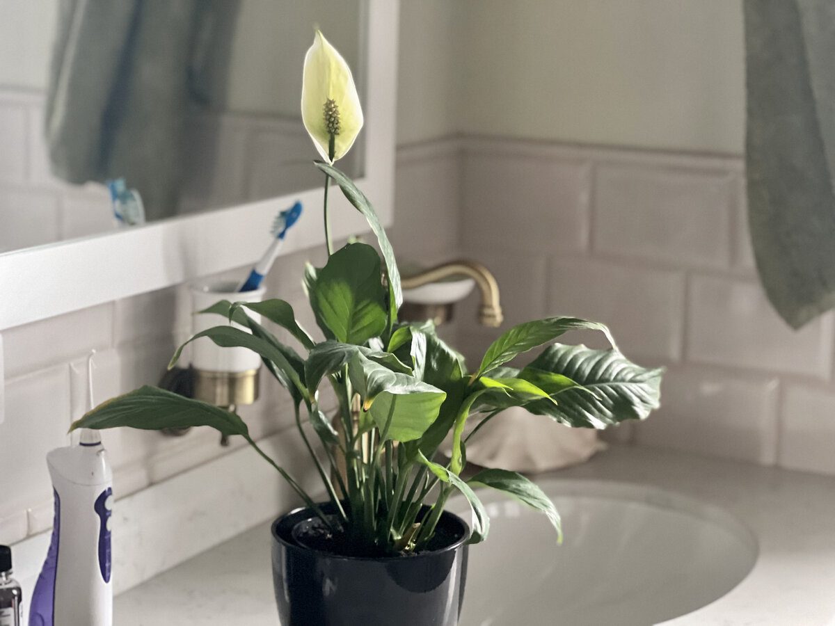 Садівники розповіли, яке добриво найкраще використовувати для цвітіння спатифілума восени