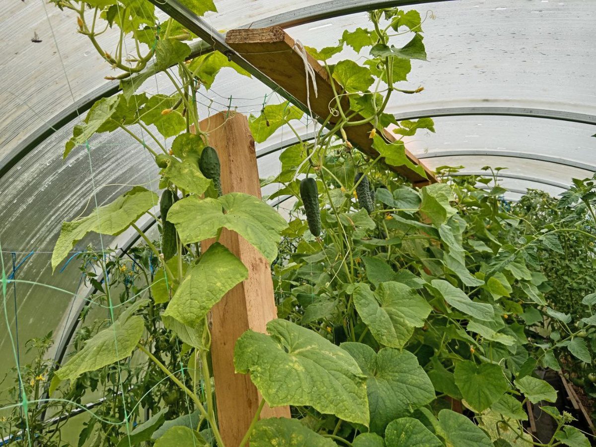 Городники розповіли, яке добриво допомагає значно покращити врожайність огірків – поради