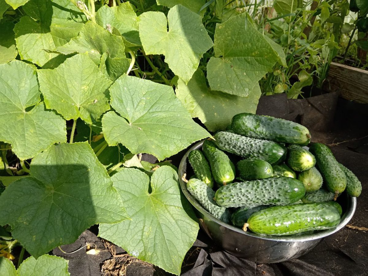 Експерти розповіли, який сорт огірків найкраще обирати для вирощування на власній ділянці
