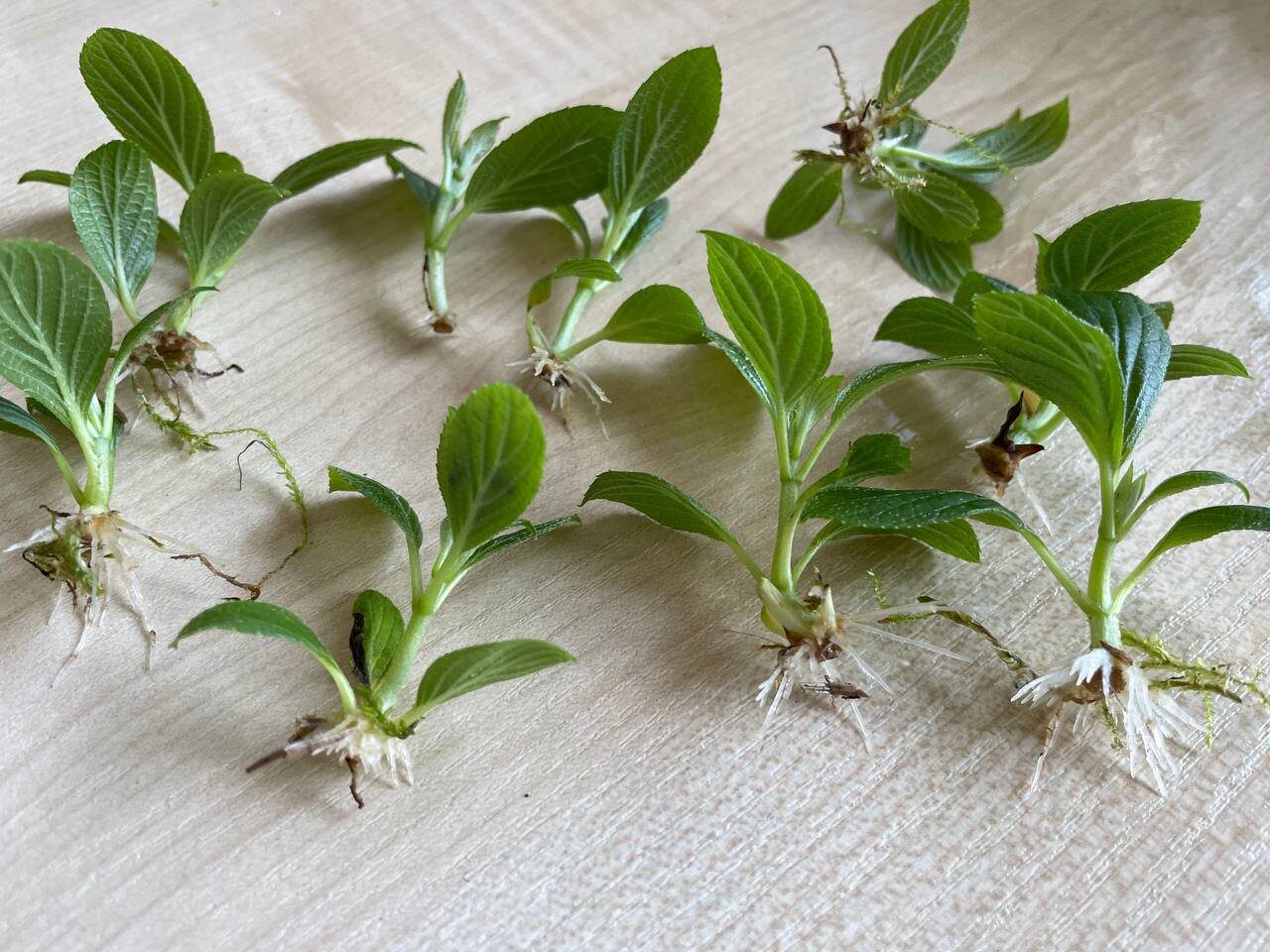 Експерти пояснили, які укорінювачі для рослин найкраще обирати – не магазинні, а домашні