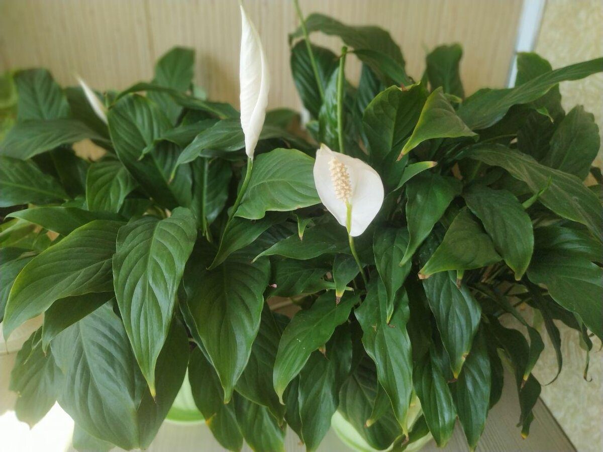 Садівники розповіли, яке добриво найкраще використовувати для цвітіння спатифілума восени