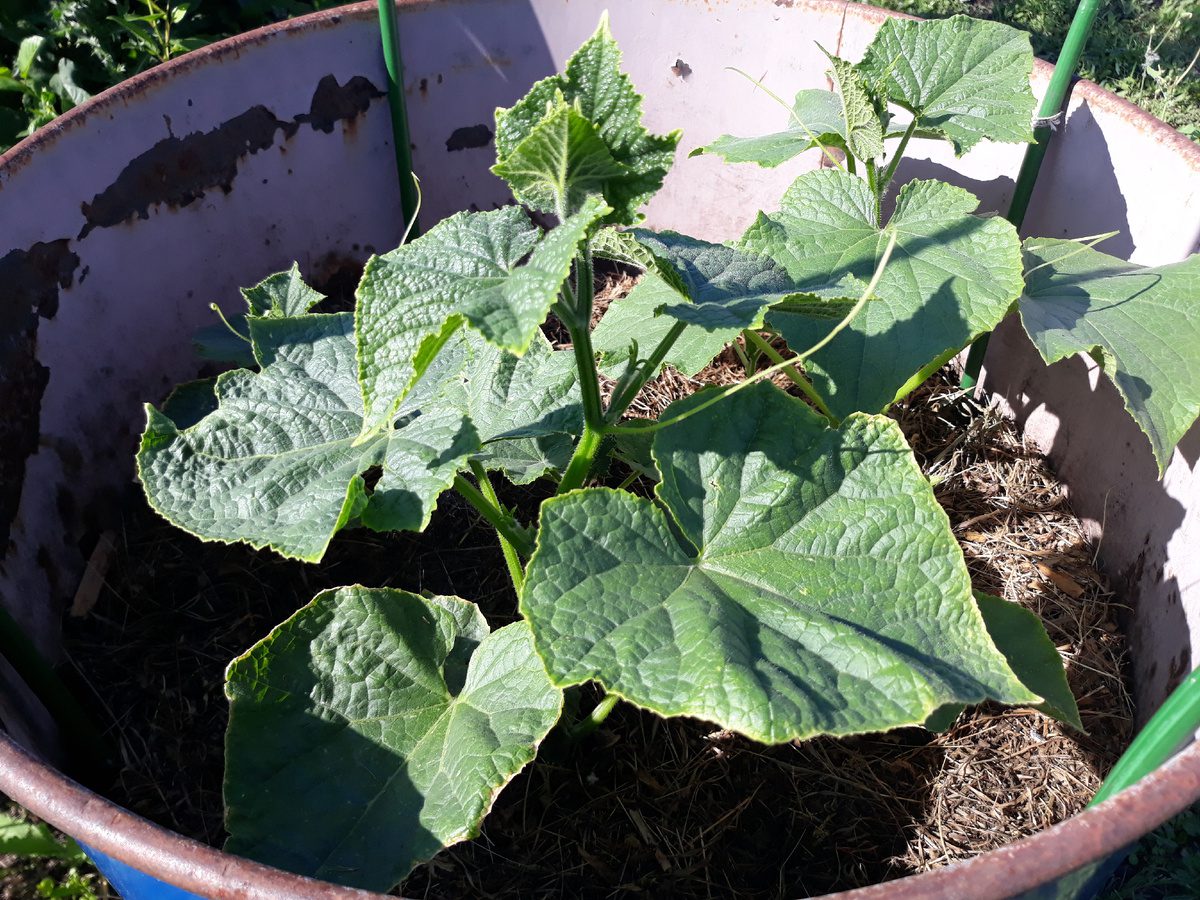 Городники розповіли, яке добриво допомагає значно покращити врожайність огірків – поради