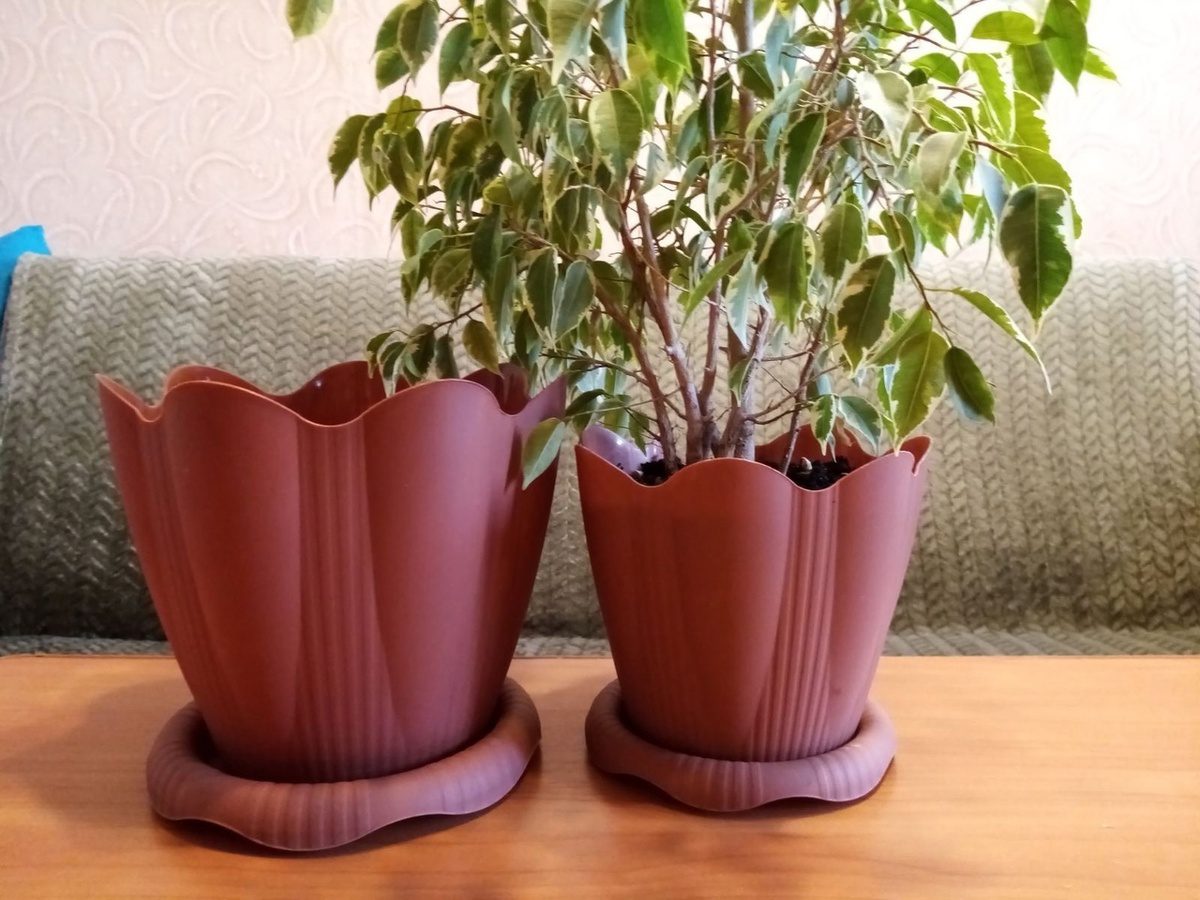 Квітникарі пояснили, як правильно удобрювати фікус для кращого росту та розвитку рослини