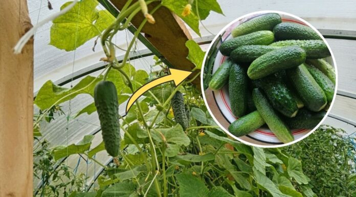 Городники назвали сорт огірків, що дає гарний урожай до осені