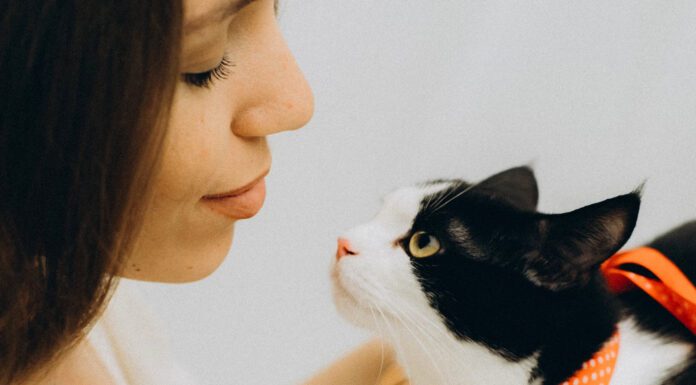 Психологи пояснили, чому варто розмовляти з котами