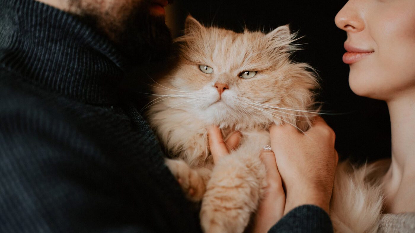 Ветеринари пояснили, якими діями коти показують свою любов до людей