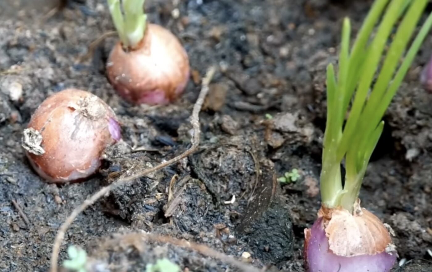 Чим підживити озиму цибулю для більшого врожаю