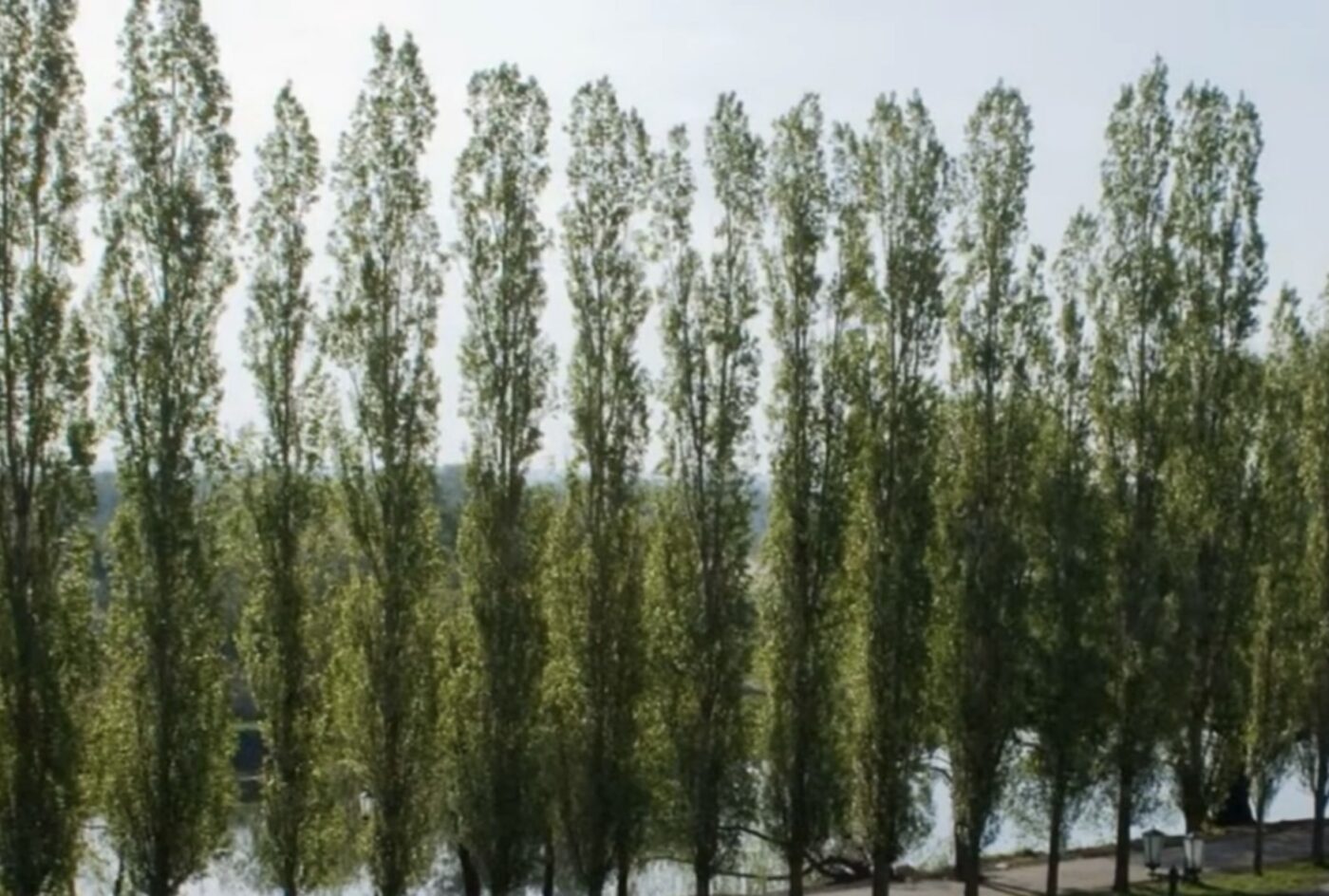 Як використати листя тополі на користь городу