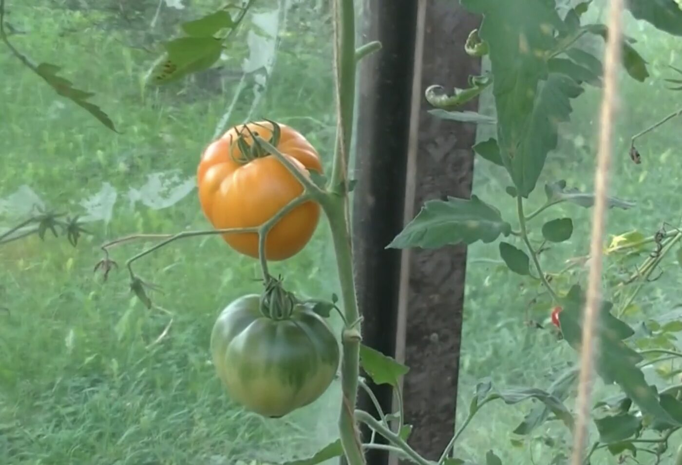 Найкращий сорт помідорів у 2025