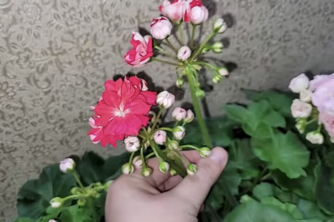 Чим підживити герань у листопаді Чим підживити герань у листопаді