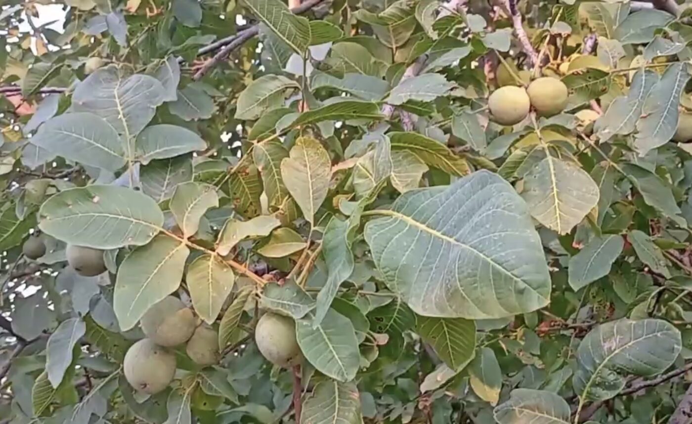 Як використати листя горіха на користь городу