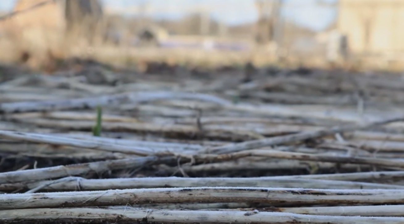 Як зберегти завчасно пророслі саджанці