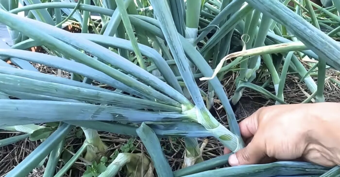 Як зберегти завчасно пророслі саджанці