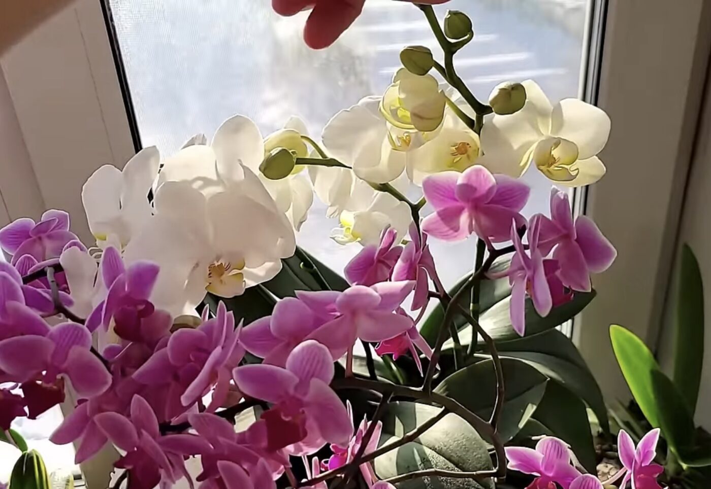 Де краще за все поставити орхідею в квартирі