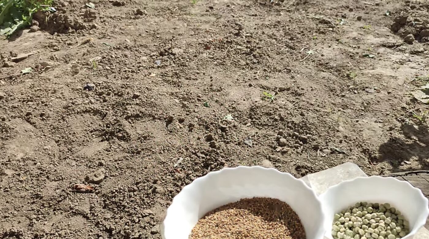 Вдалі дати для посіву сидератів у листопаді