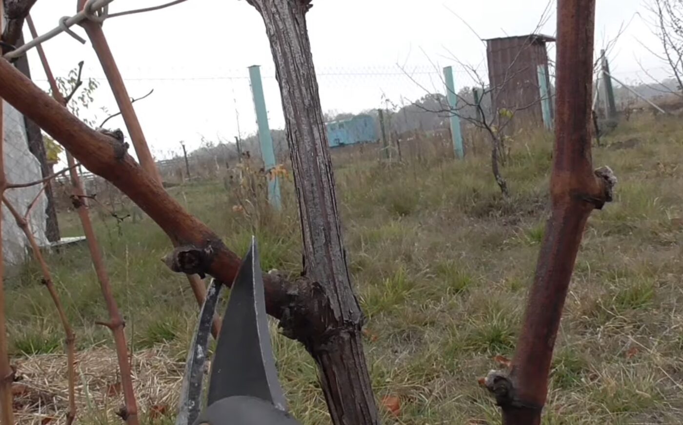 Як правильно обрізати виноград восени