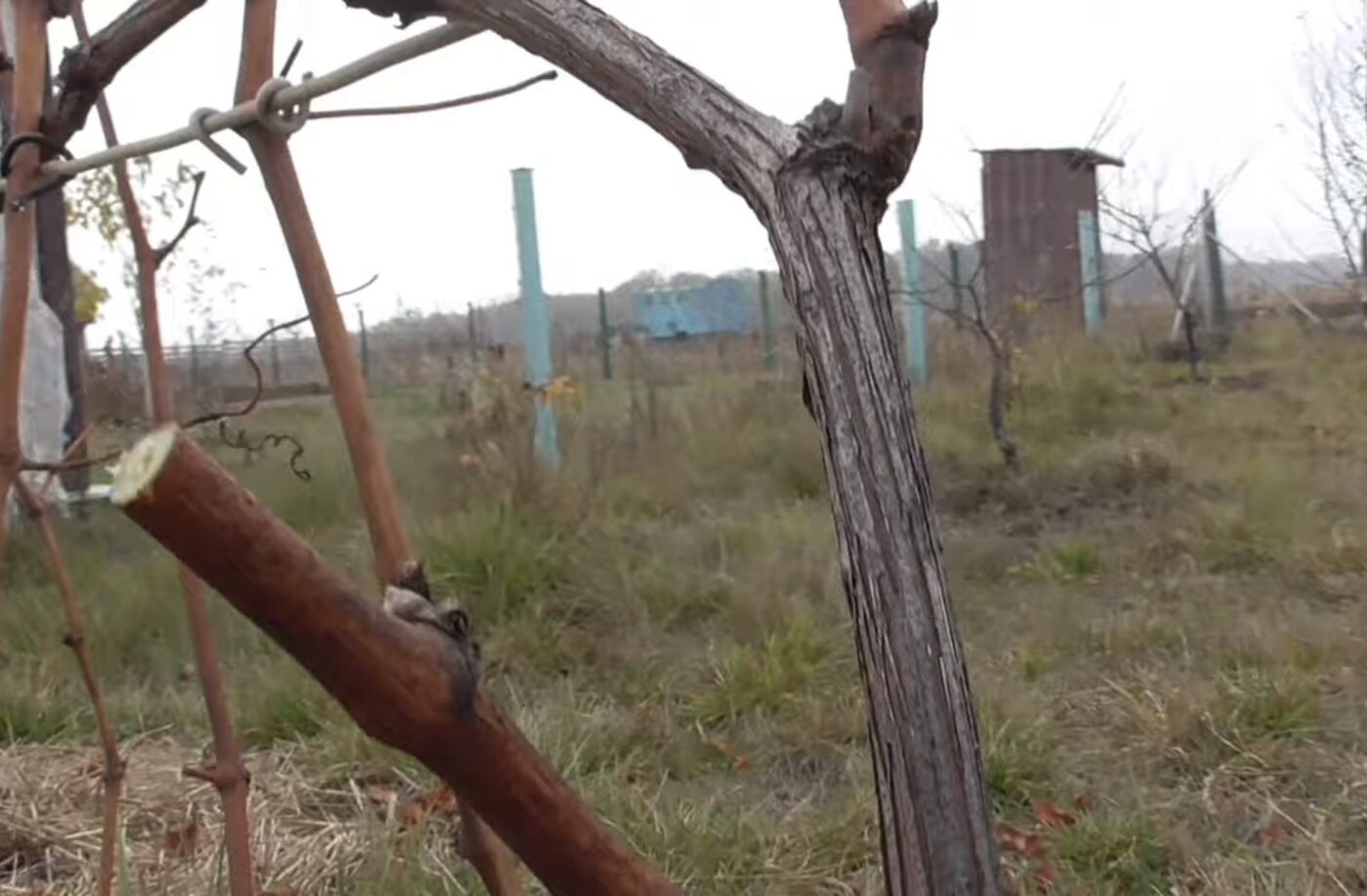 Як доглядати за виноградом восени для щедрого врожаю Як доглядати за виноградом восени для щедрого врожаю