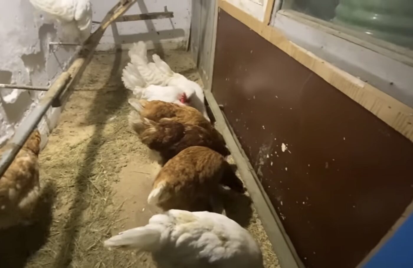 Що додати в раціон курей взимку Що додати в раціон курей взимку