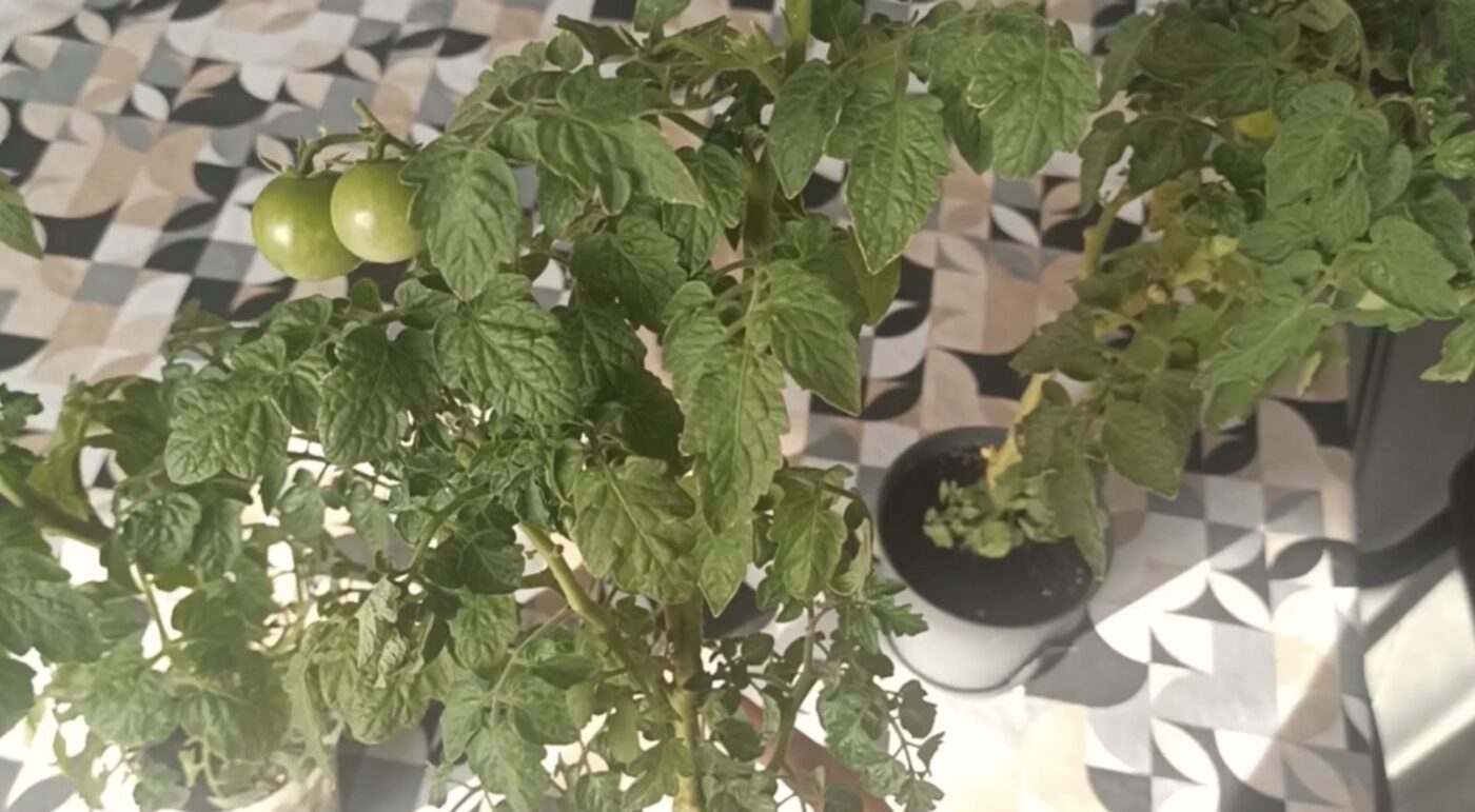 Вирощування помідорів на підвіконні