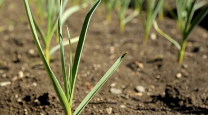 Все село бігає до мене за порадою: роблю 1 дію з озимим часником навесні – і врожай дуже щедрий Городники пояснили, як доглядати за озимим часником навесні для великого врожаю