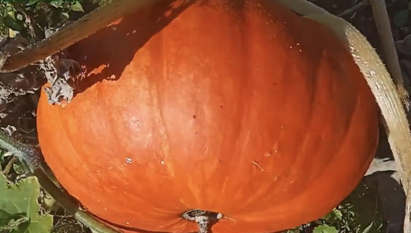 Метод зберігання гарбуза взимку, аби він залишився свіжим Метод зберігання гарбуза взимку, аби він залишився свіжим