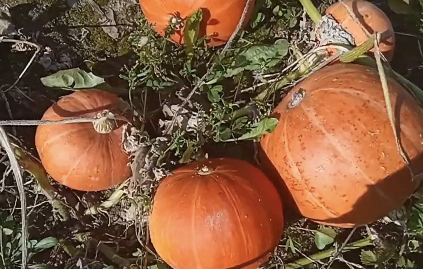 Метод зберігання гарбуза взимку, аби він залишився свіжим Метод зберігання гарбуза взимку, аби він залишився свіжим