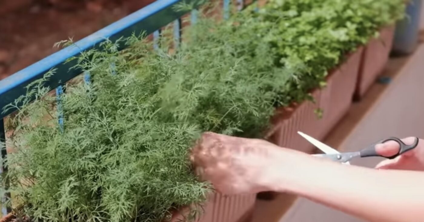 Як посадити кріп на вікні, щоб гарно ріс