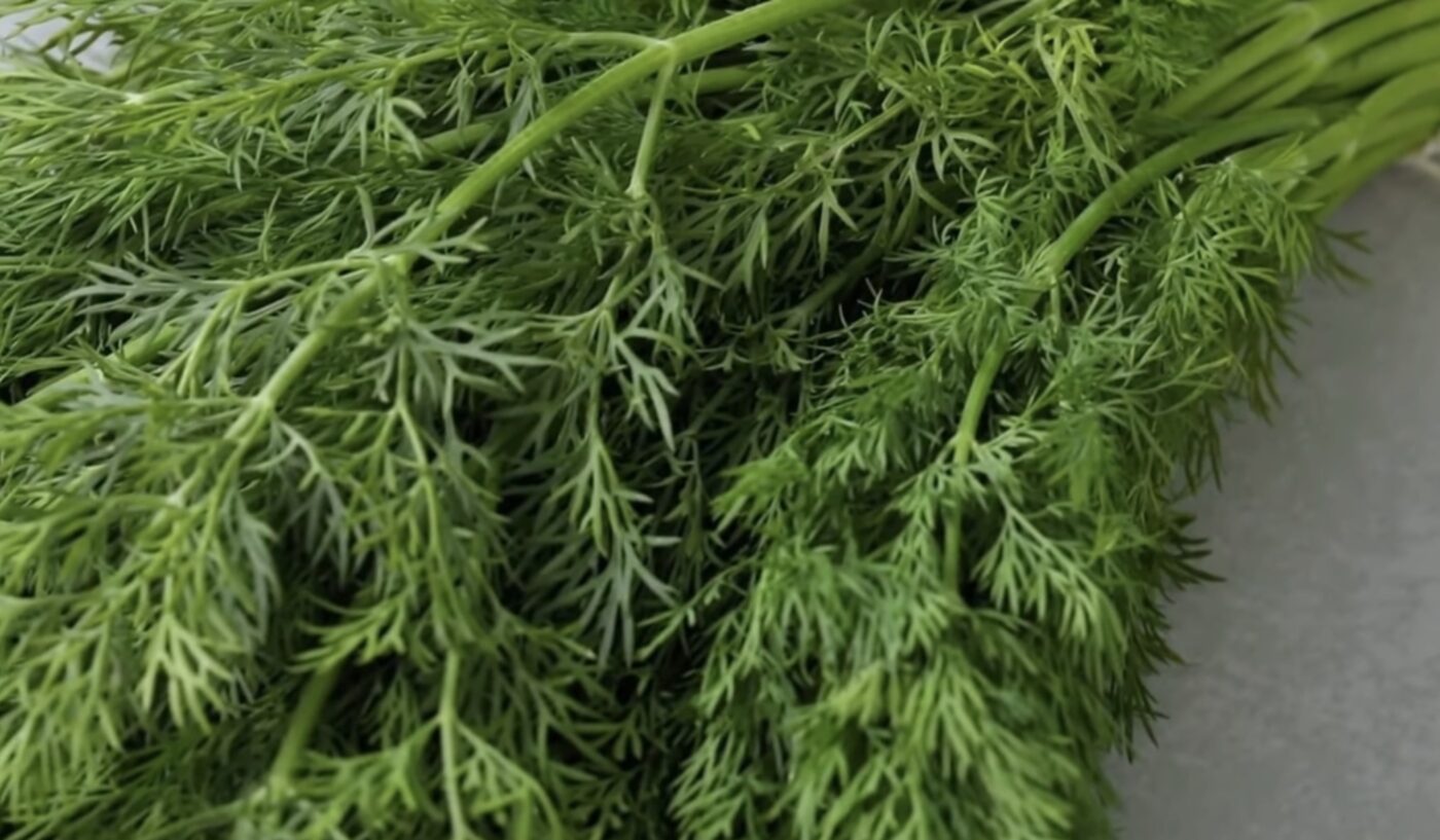 Як правильно вирощувати кріп вдома