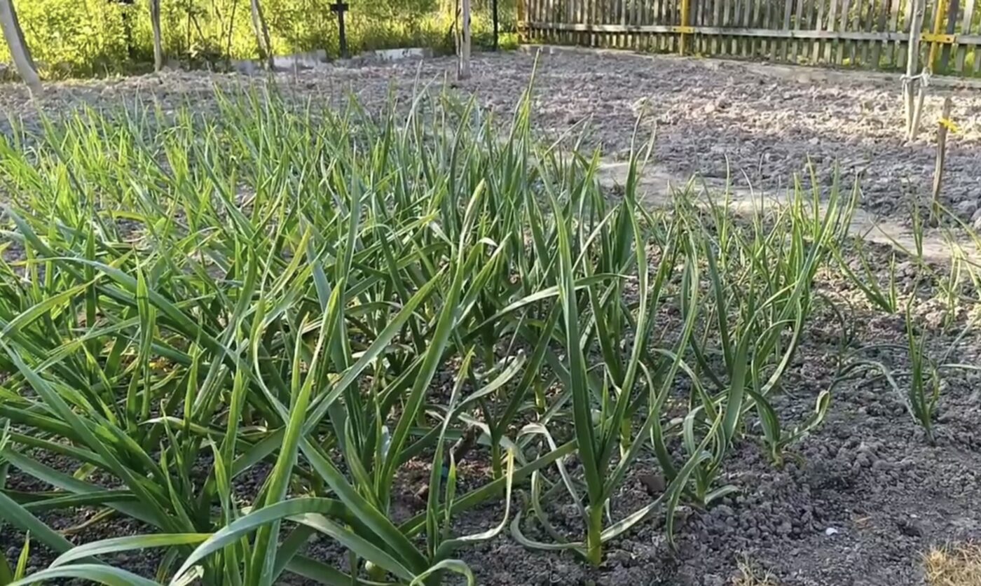 Чим захистити озимі від шкідників