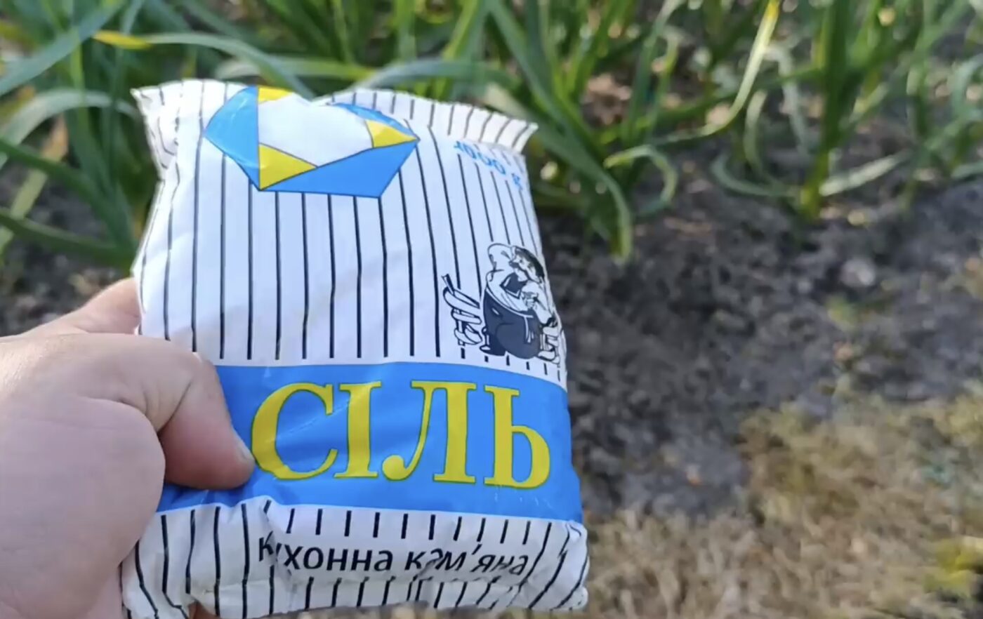 Чим захистити озимі від шкідників