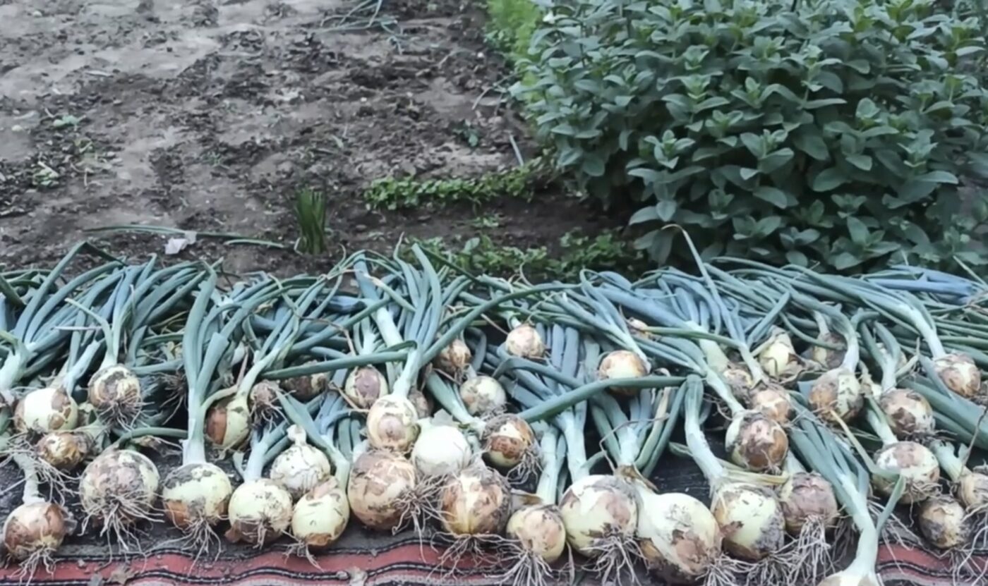 Одна причина, чому не можна викидати стару цибулю Одна причина, чому не можна викидати стару цибулю