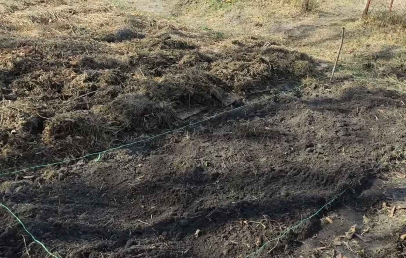 Що допоможе збільшити врожай на городі