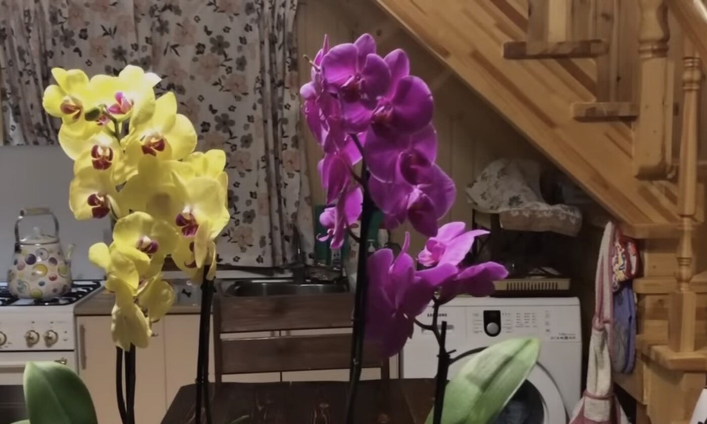 Від чого орхідея росте краще