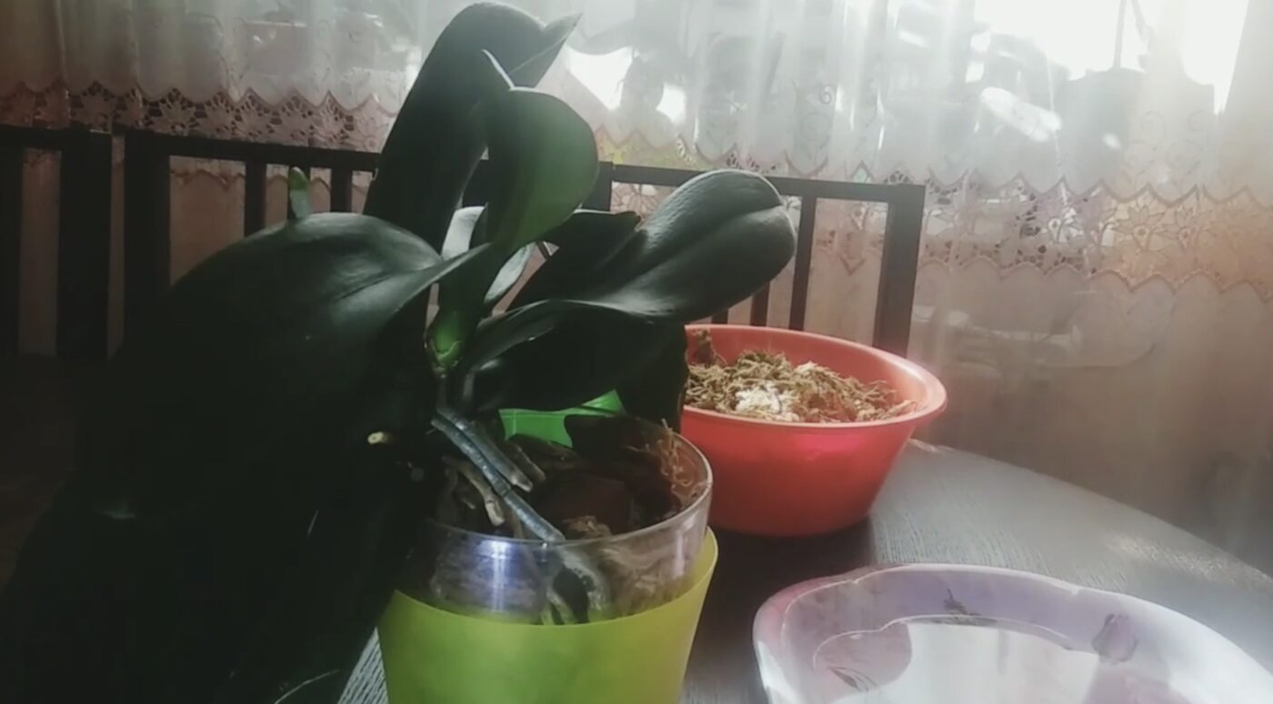 Що найкраще допомагає орхідеї цвісти Що найкраще допомагає орхідеї цвісти