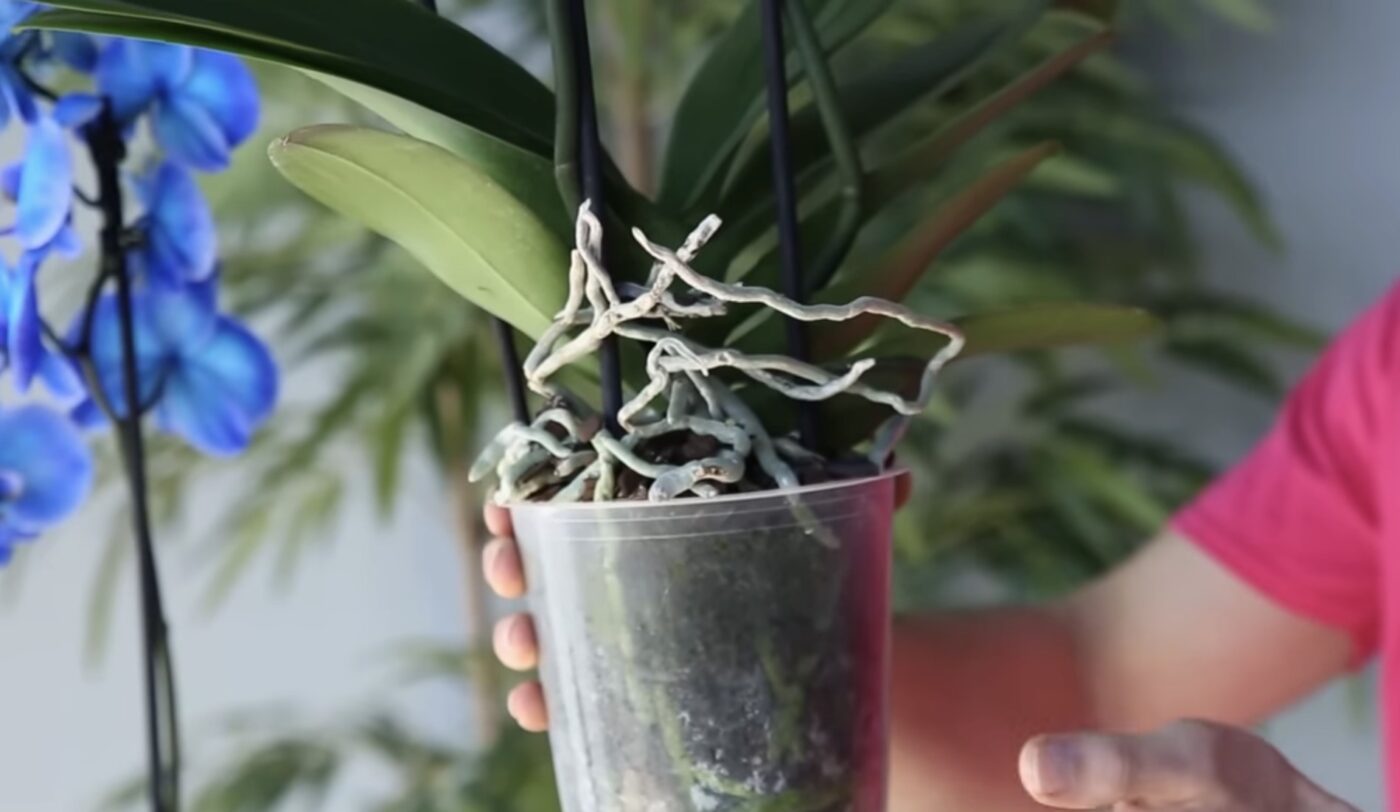 Що найкраще допомагає орхідеї цвісти Що найкраще допомагає орхідеї цвісти