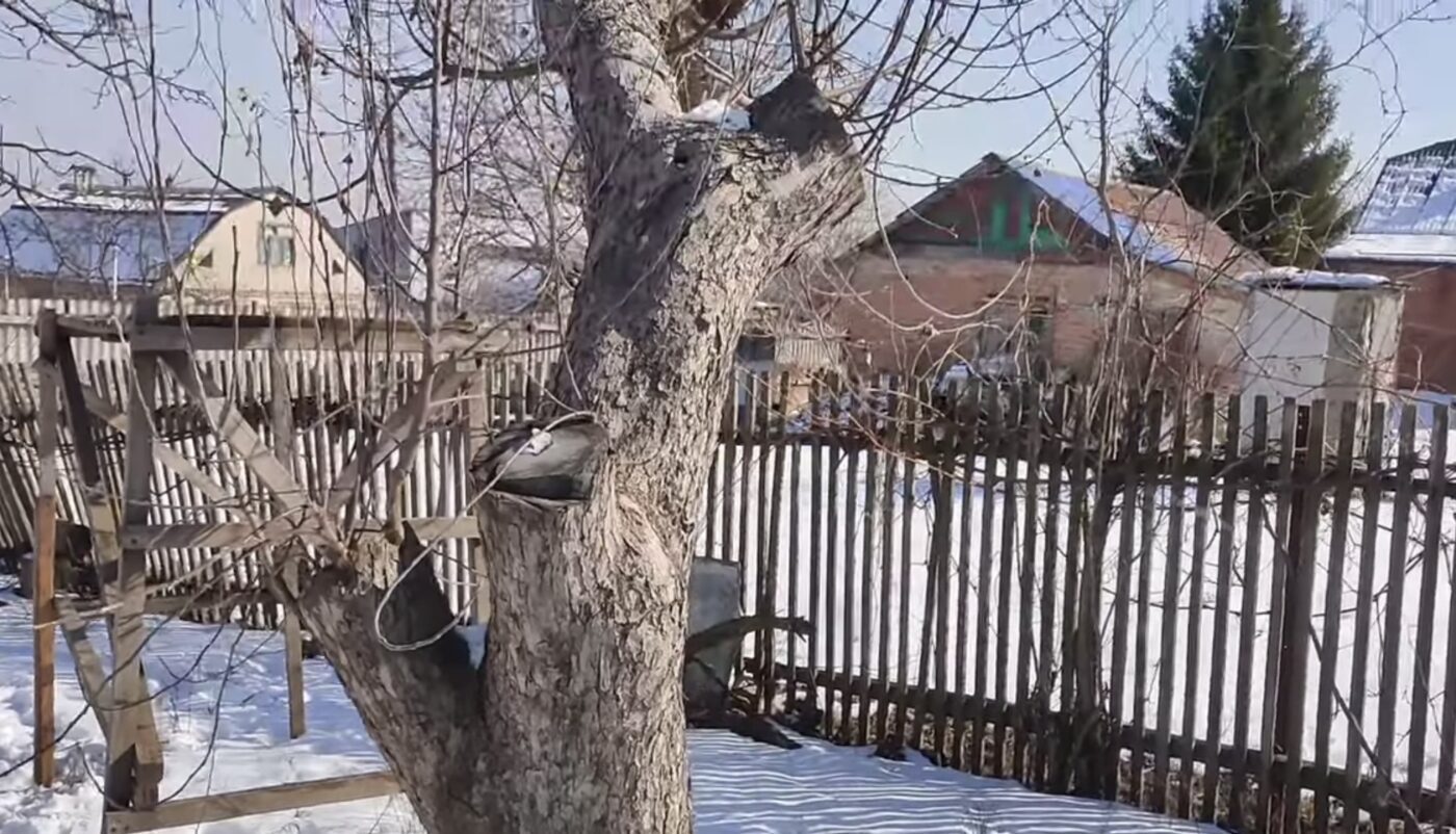 Як доглядати за яблунею восени для родючості