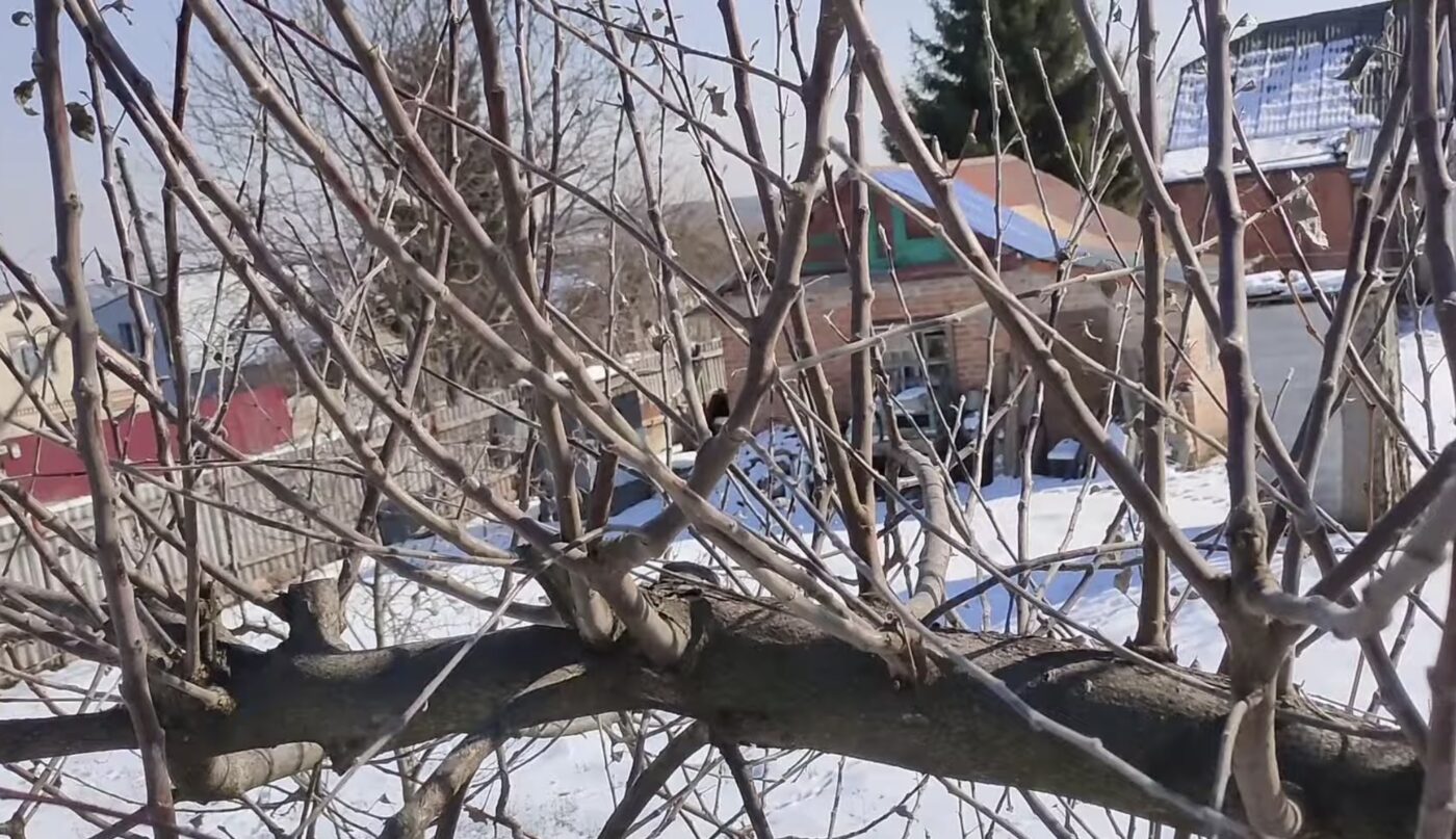 Як доглядати за яблунею восени для родючості