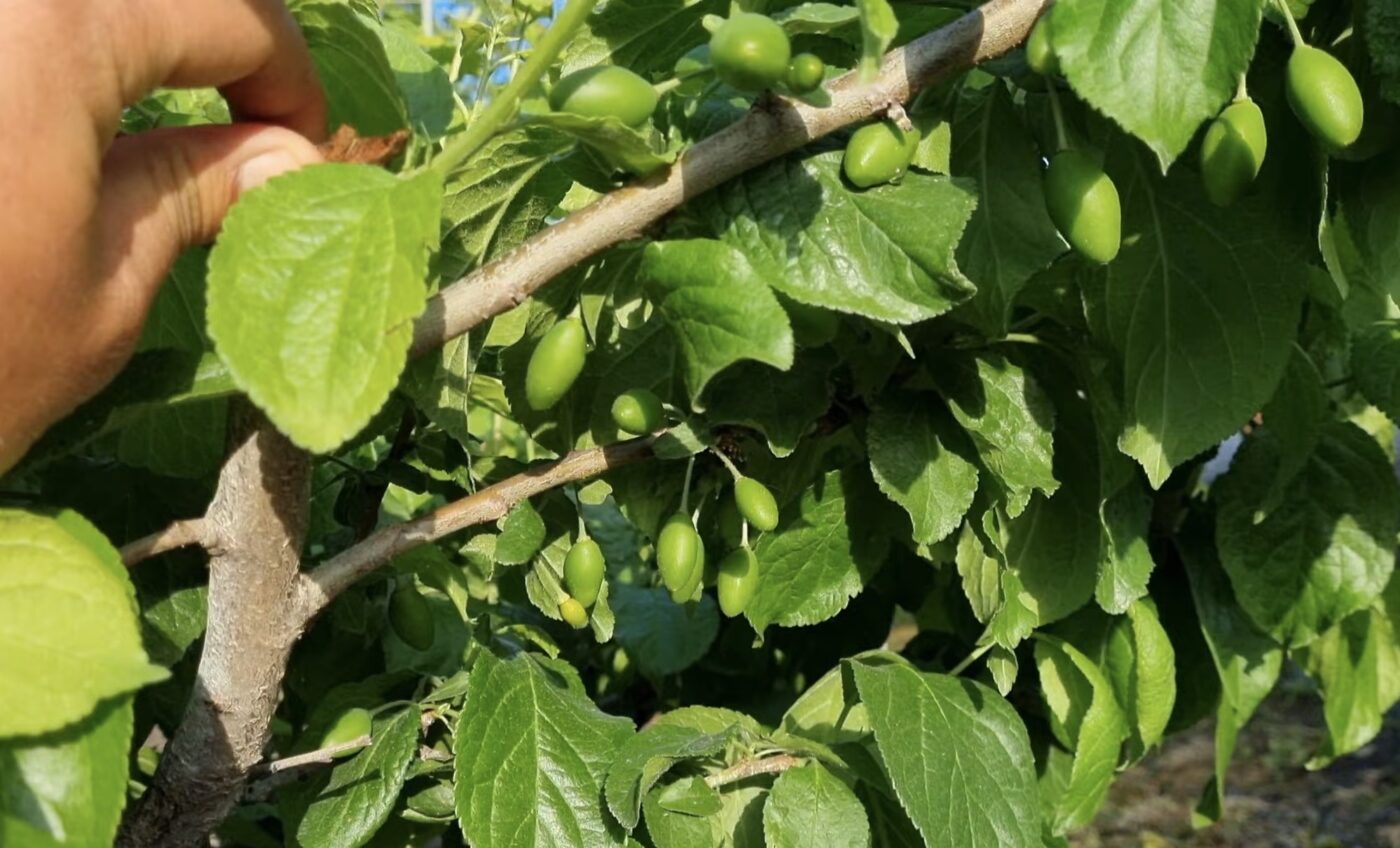 Яке підживлення підійде для сливи восени