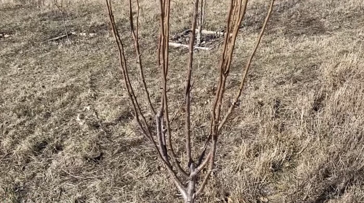 Яке підживлення підійде для сливи восени