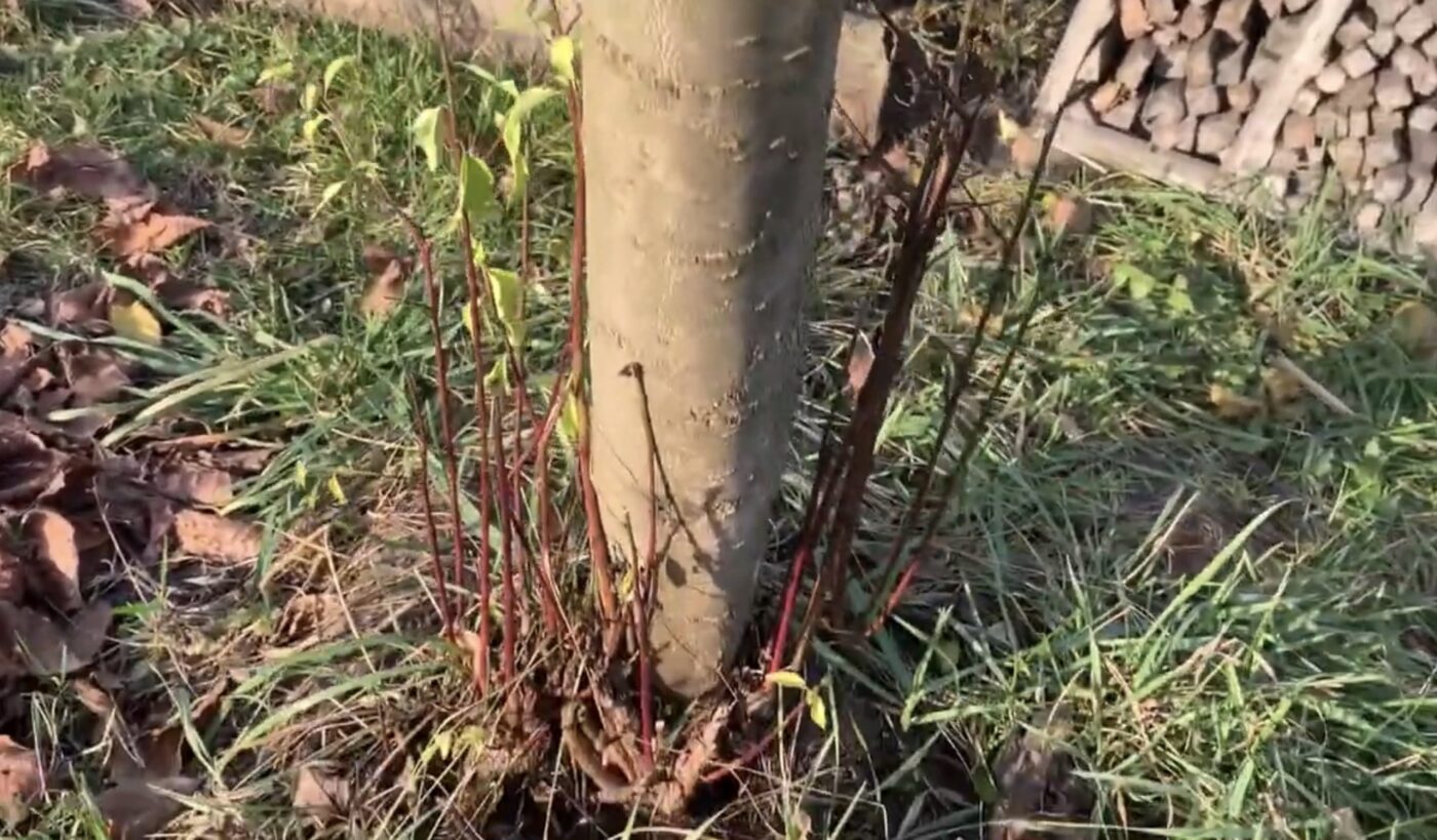 Навіщо обмотувати стовбури дерев фольгою